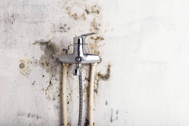 Best Insurance-Related Mold Remediation in Pell City, AL