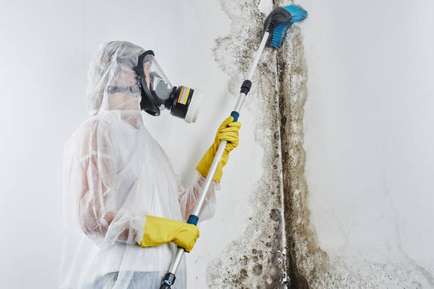 Reliable Pell City, AL Mold Remediation Solutions