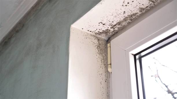 Best Residential Mold Remediation in Pell City, AL