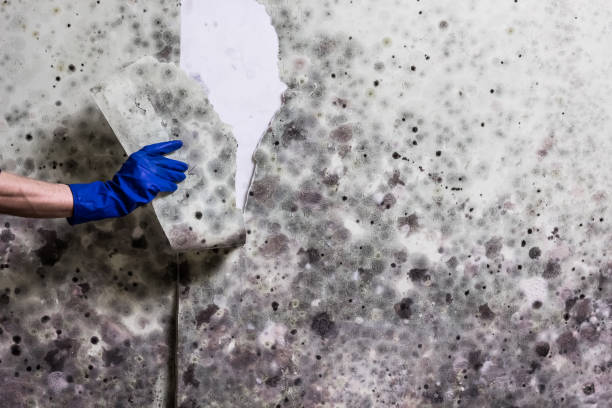 Best Attic Mold Remediation in Pell City, AL